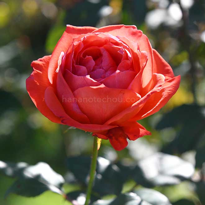 バラ アラビアン ナイト|花の手帖の薔薇図鑑