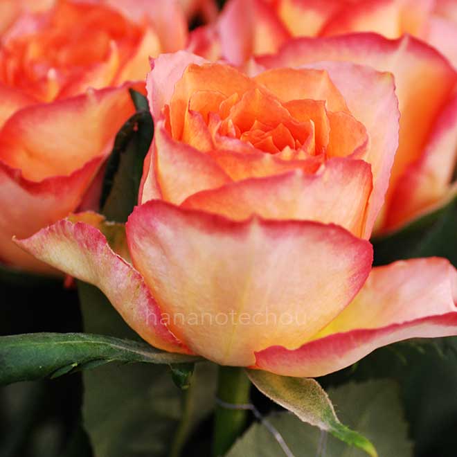 バラ アラゴナイト|花の手帖の薔薇図鑑