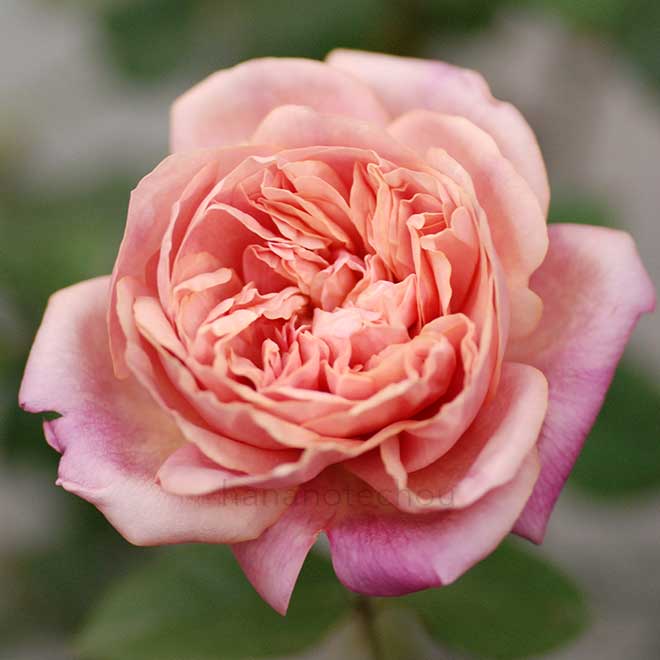 バラ アルシデュック ジョセフ|花の手帖の薔薇図鑑