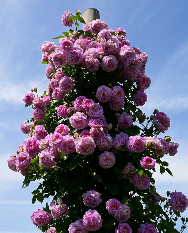 バラ　アークティックブルー｜花の手帖の薔薇図鑑