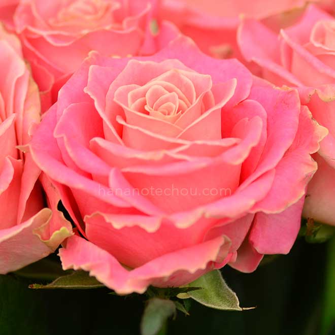 バラ アーリエス＋｜花の手帖の薔薇図鑑