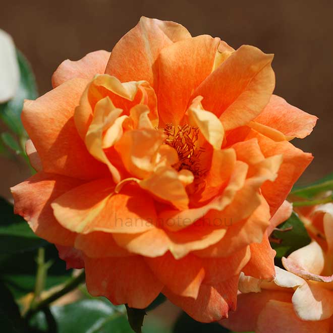 バラ アリゾナ|花の手帖の薔薇図鑑