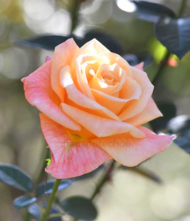 バラ アリゾナ|花の手帖の薔薇図鑑