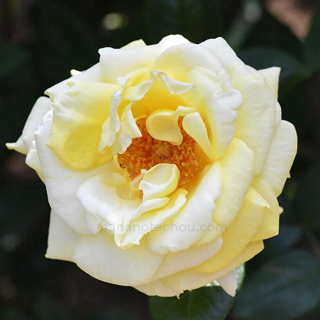 バラ アーリン フランシス|花の手帖の薔薇図鑑