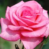 バラ アロマテラピー｜花の手帖の薔薇図鑑