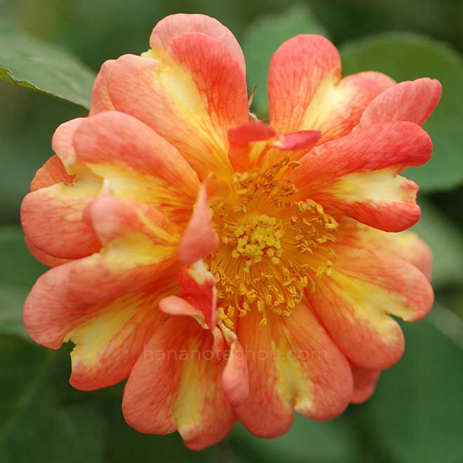 バラ アールデコ|花の手帖の薔薇図鑑