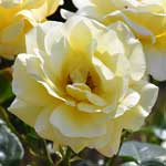 バラ アーサーベル｜花の手帖の薔薇図鑑