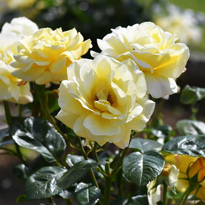 バラ アーサーベル｜花の手帖の薔薇図鑑