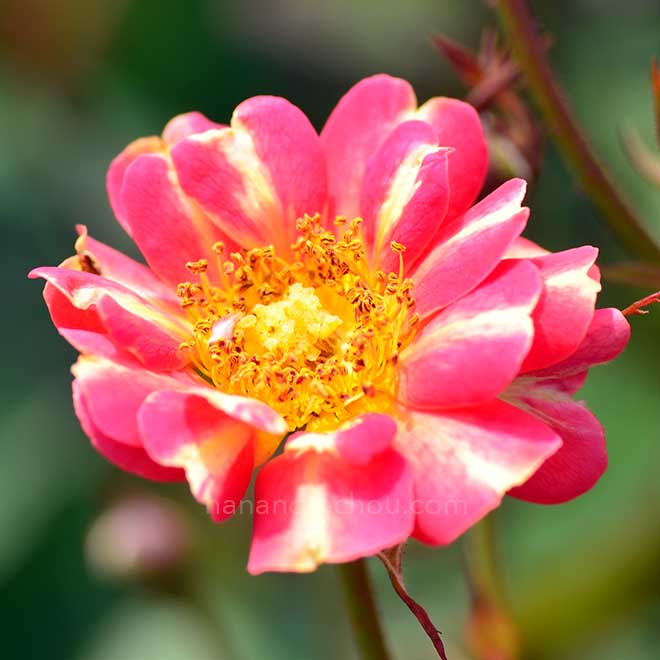 バラ アール ヌーヴォー｜花の手帖の薔薇図鑑