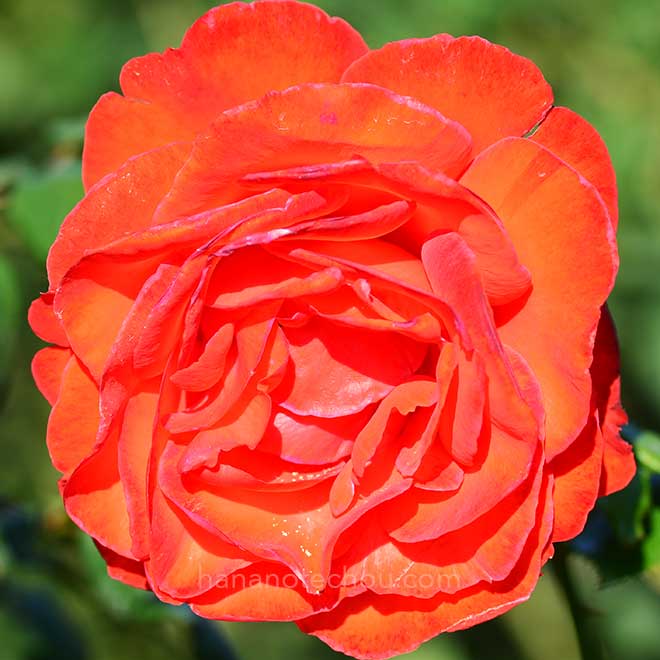 バラ アルトゥーロ トスカニーニ｜花の手帖の薔薇図鑑