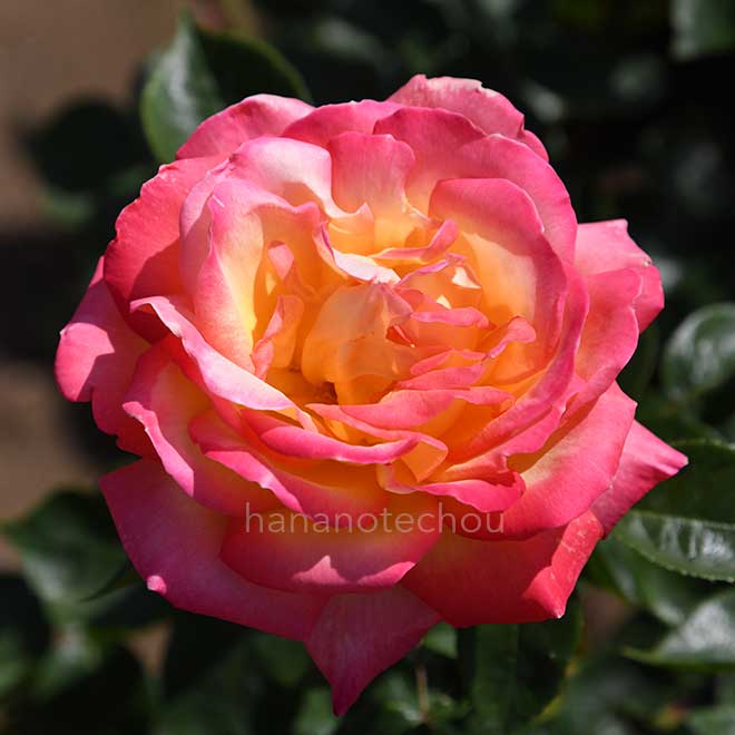 バラ 朝雲｜花の手帖の薔薇図鑑