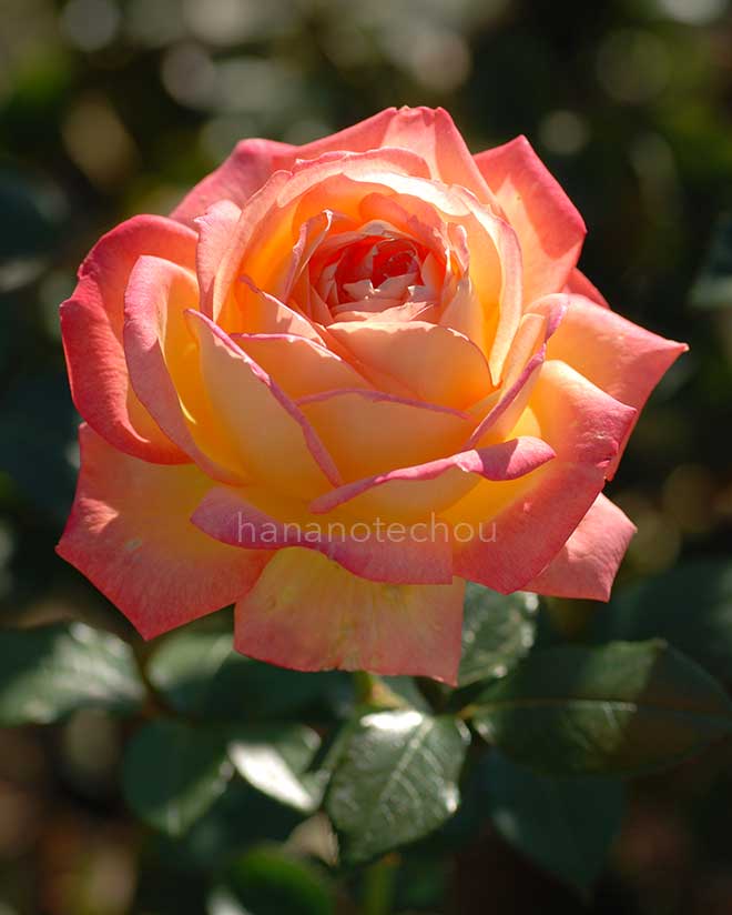 バラ 朝雲｜花の手帖の薔薇図鑑