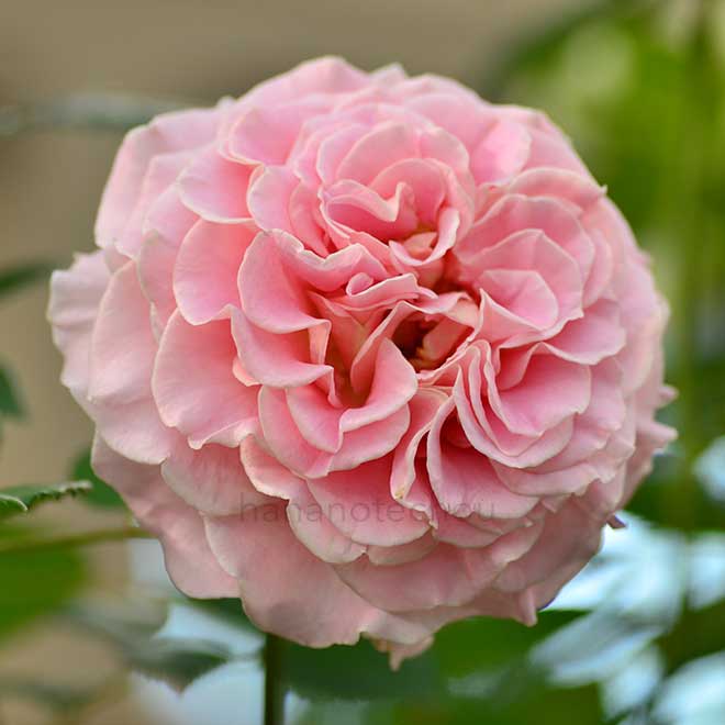 バラ アシュリー|花の手帖の薔薇図鑑