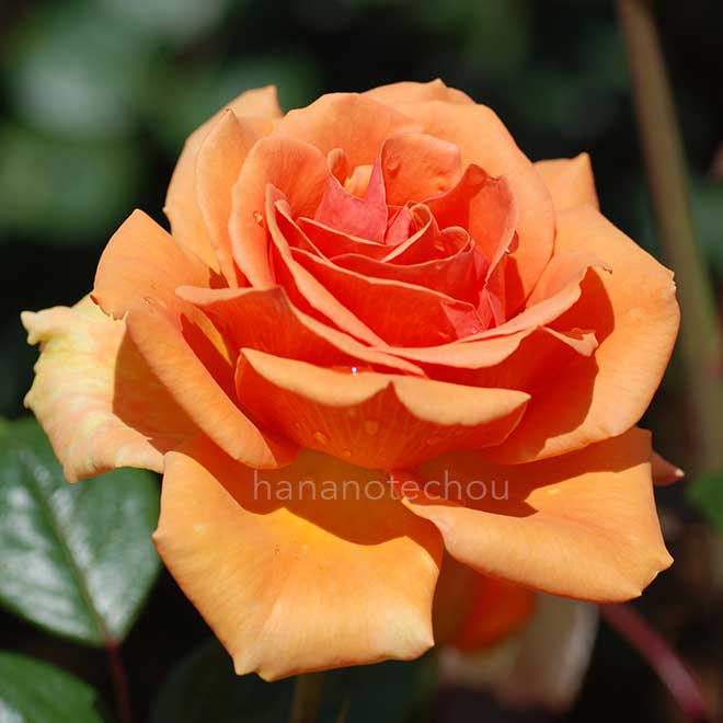 バラ アシュラム｜花の手帖の薔薇図鑑