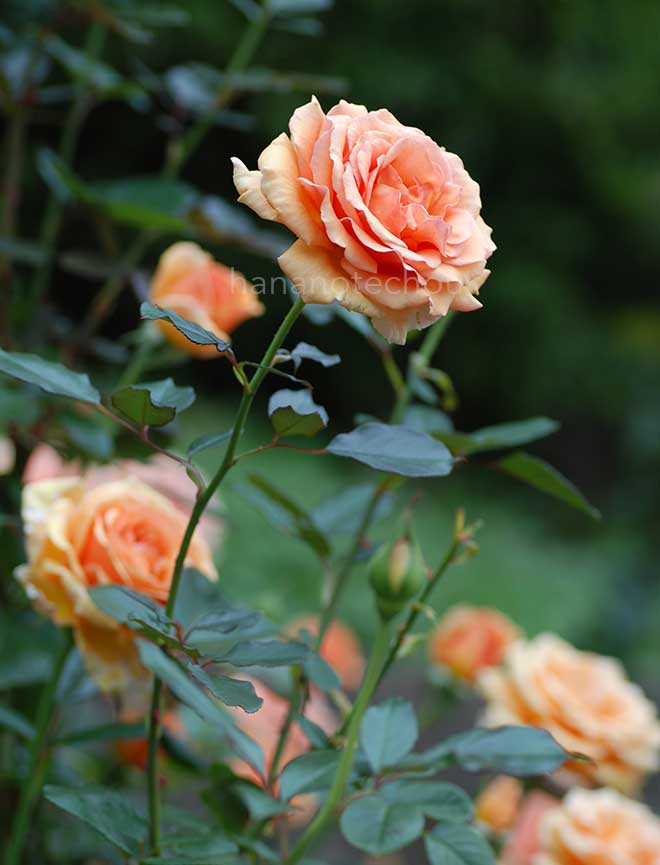 バラ アシュラム｜花の手帖の薔薇図鑑