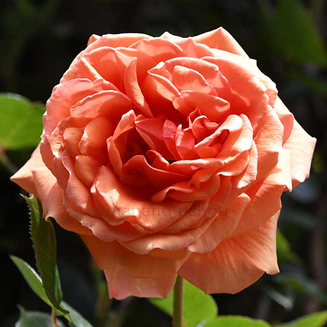 バラ つる アシュラム|花の手帖の薔薇図鑑