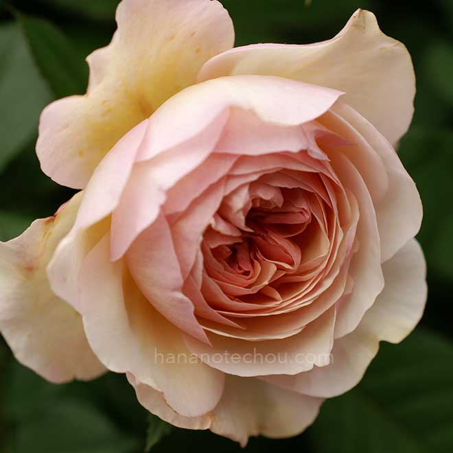 バラ ア シュロップシャイア ラド｜花の手帖の薔薇図鑑