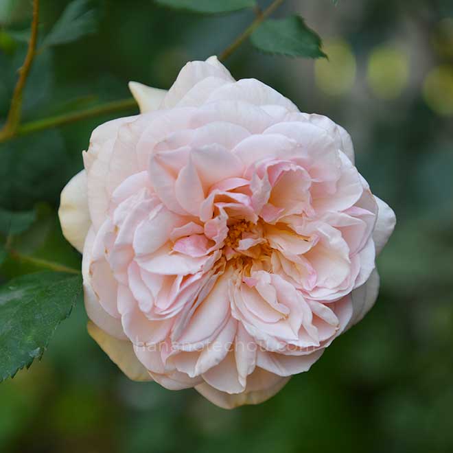 バラ ア シュロップシャイア ラド｜花の手帖の薔薇図鑑