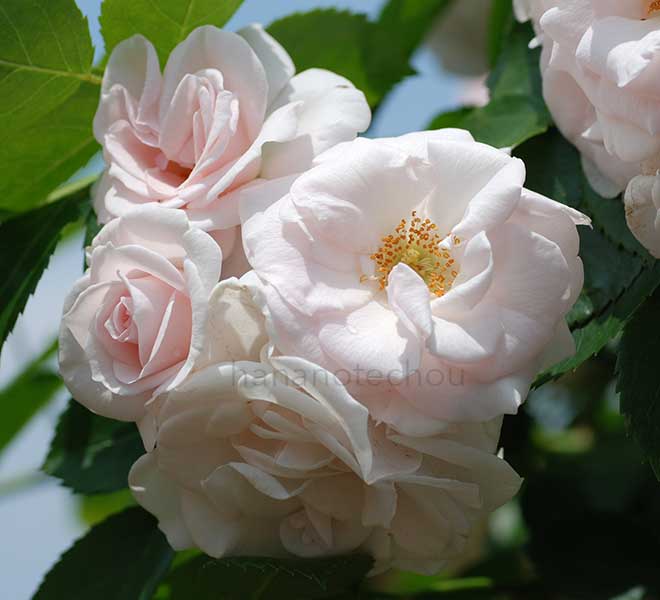 バラ アスピリン ローズ｜花の手帖の薔薇図鑑