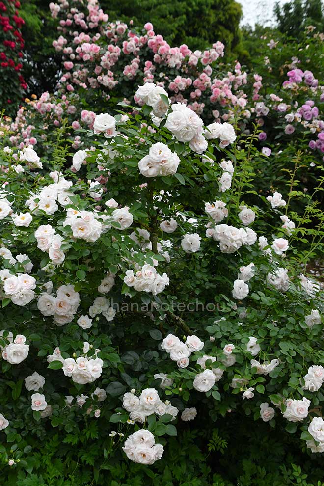 バラ アスピリン ローズ｜花の手帖の薔薇図鑑