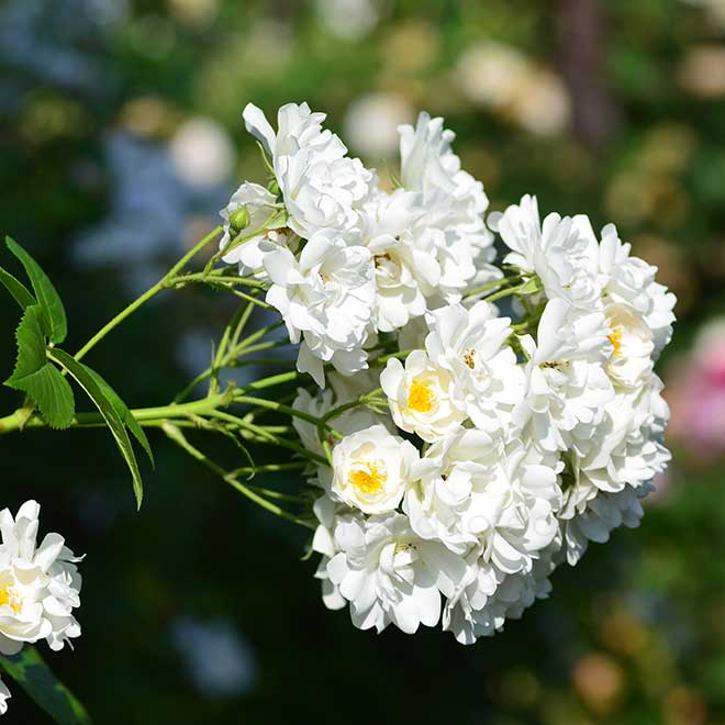 バラ アストラ デズモンド｜花の手帖の薔薇図鑑
