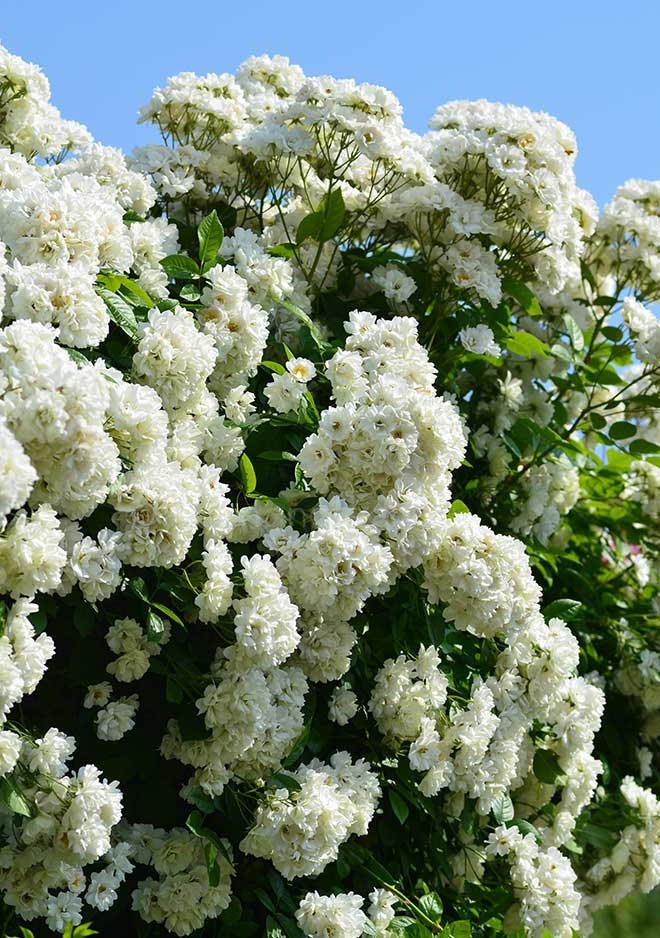 バラ アストラ デズモンド｜花の手帖の薔薇図鑑