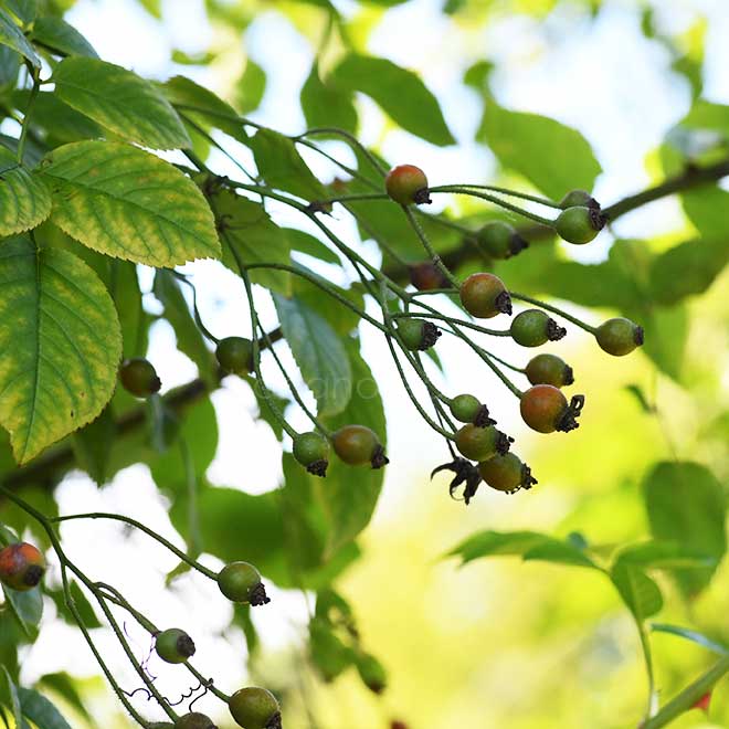 バラ アストラ デズモンド｜花の手帖の薔薇図鑑