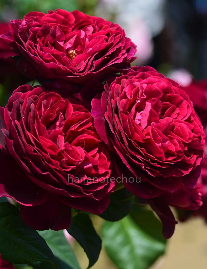 バラ アストリット グレーフィン フォン ハルデンベルク|花の手帖の薔薇図鑑