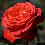 バラ アトール｜花の手帖の薔薇図鑑