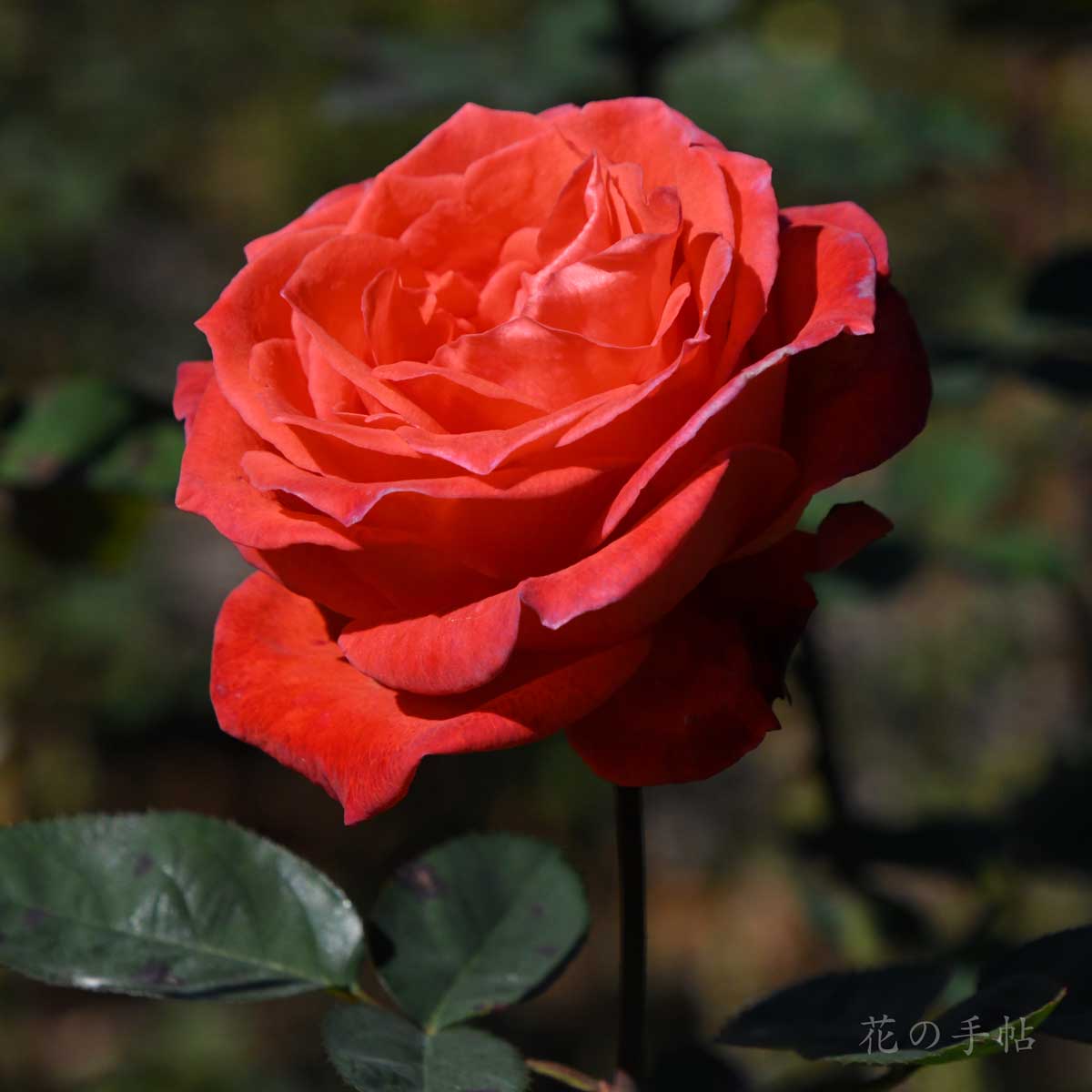 バラ アトール｜花の手帖の薔薇図鑑