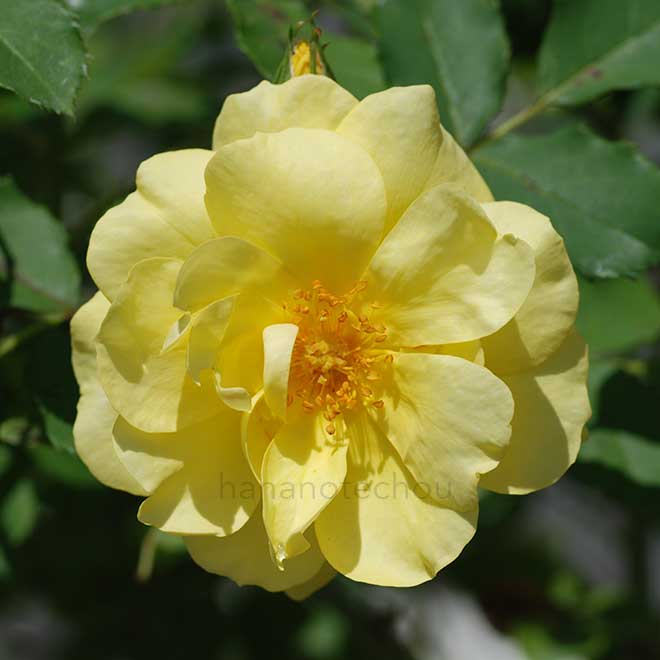 バラ アトール’99|花の手帖の薔薇図鑑