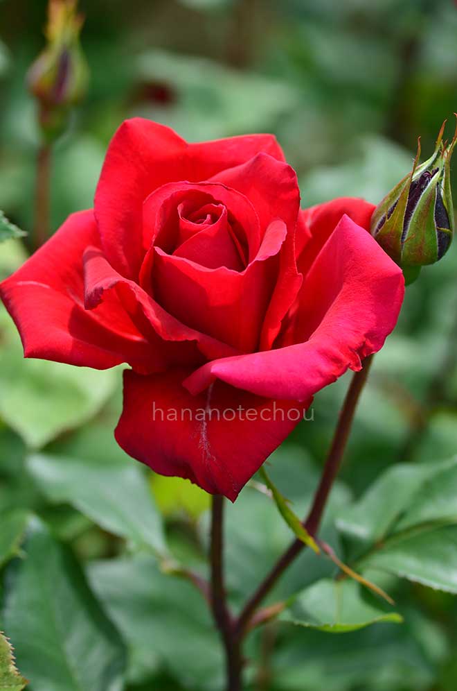 バラ 篤姫
|花の手帖の薔薇図鑑