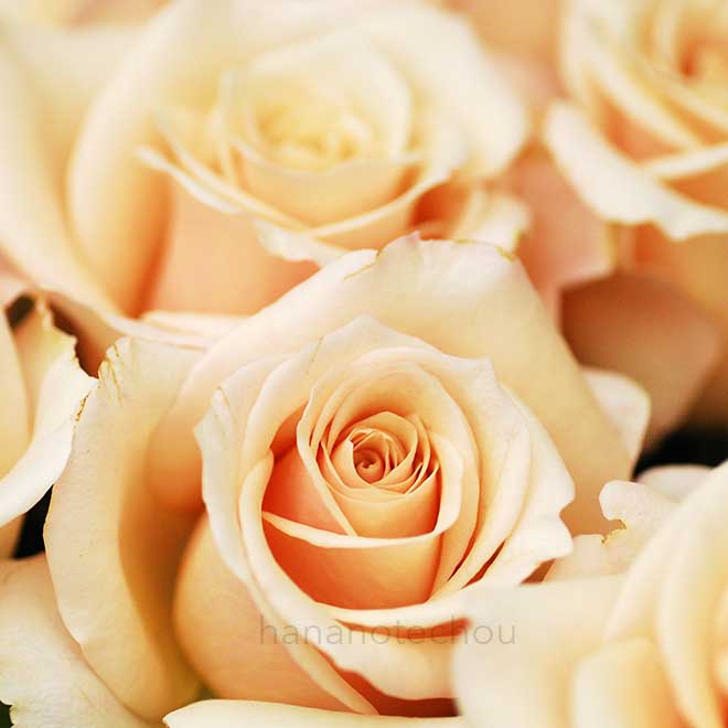 バラ アティレ パル モード｜花の手帖の薔薇図鑑