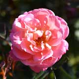 バラ オードリー ウィルコックス｜花の手帖の薔薇図鑑