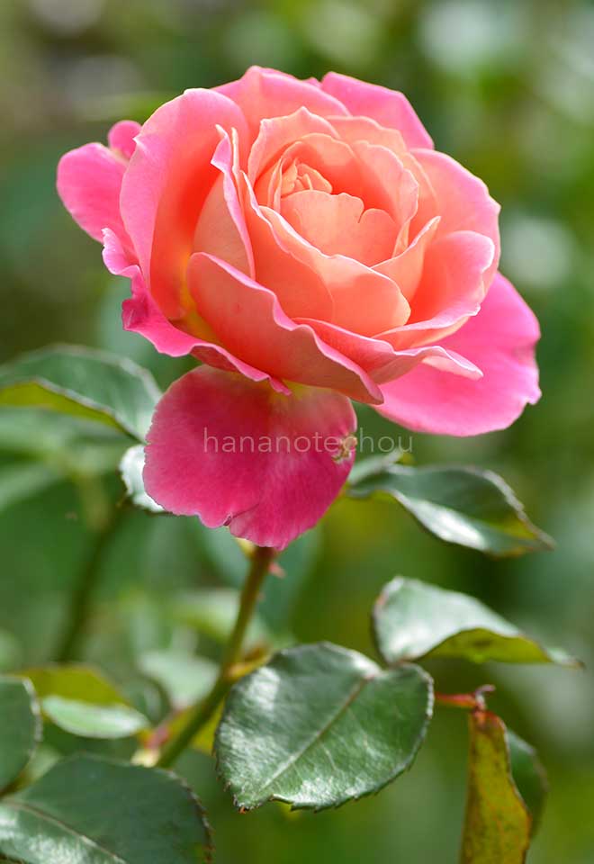 バラ オードリー ウィルコックス｜花の手帖の薔薇図鑑