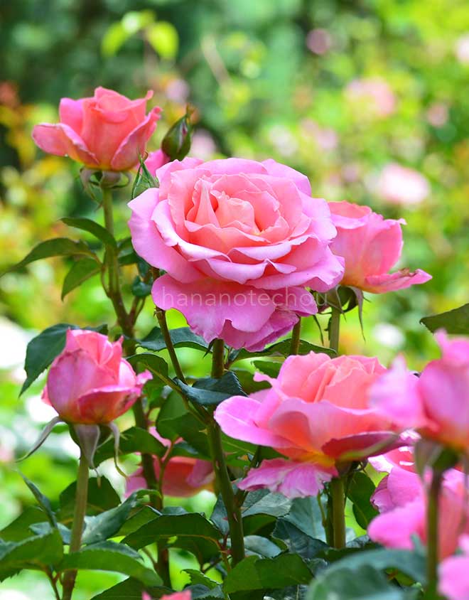 バラ オードリー ウィルコックス｜花の手帖の薔薇図鑑