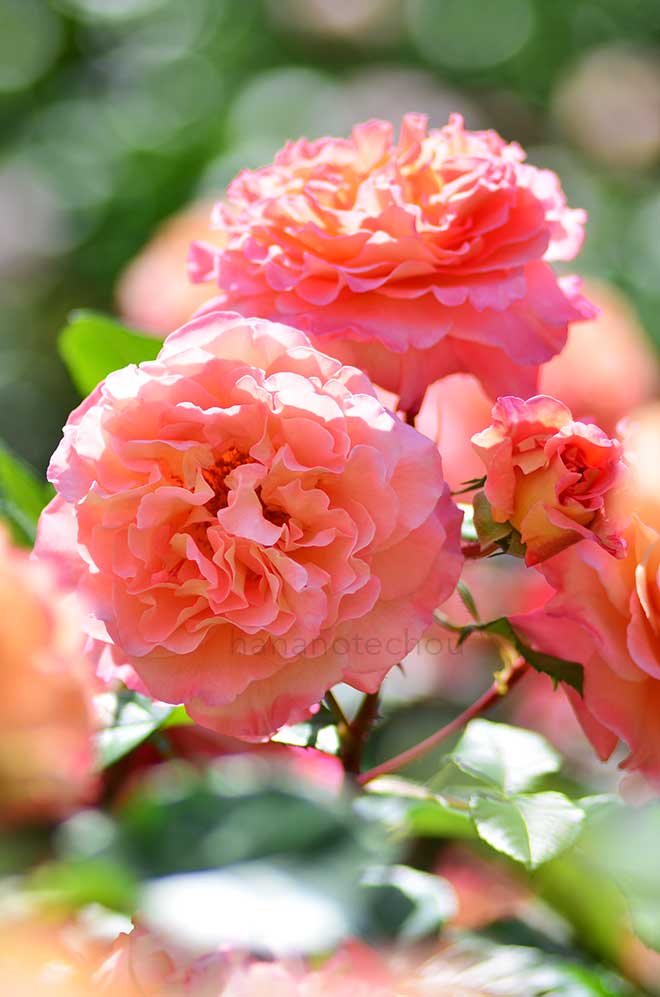 バラ アウグスタ ルイーゼ｜花の手帖の薔薇図鑑