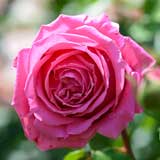 バラ ロゼ ピエール ドゥ ロンサール｜花の手帖の薔薇図鑑