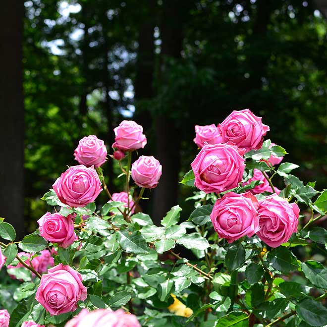 バラ オーギュスト ルノアール
｜花の手帖の薔薇図鑑