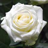 バラ アバランチェ+｜花の手帖の薔薇図鑑