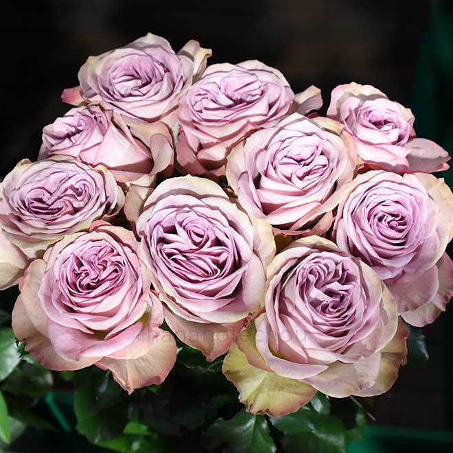 バラ アヴニール＋｜花の手帖の薔薇図鑑