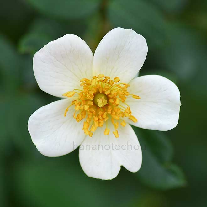バラ 淡雪|花の手帖の薔薇図鑑