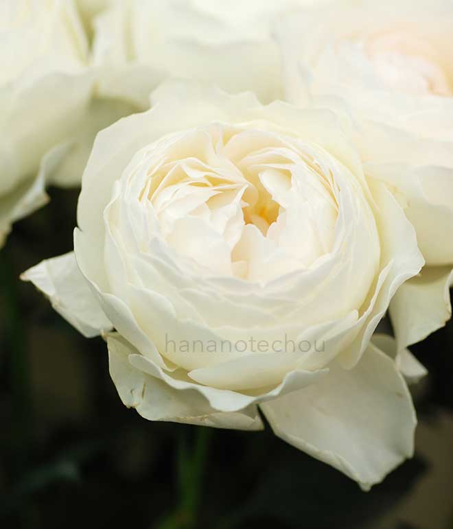 バラ 彩|花の手帖の薔薇図鑑