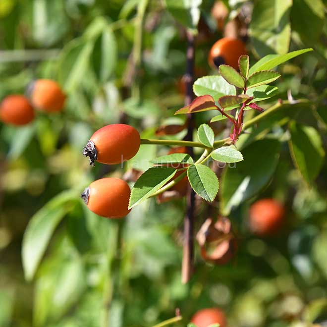 バラ エアシャー クイーン｜花の手帖の薔薇図鑑