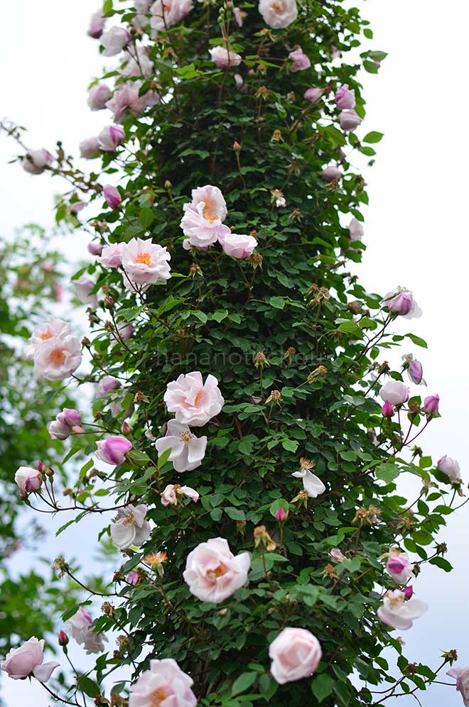 バラ エアシャー スプレンデンス｜花の手帖の薔薇図鑑