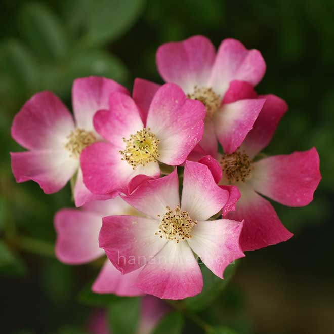 バラ 安曇野|花の手帖の薔薇図鑑