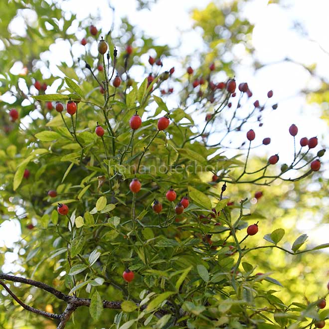 バラ 安曇野|花の手帖の薔薇図鑑