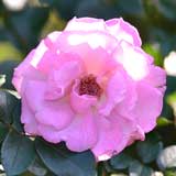 バラ アズールシー|花の手帖の薔薇図鑑