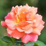 バラ イージータイム｜花の手帖の薔薇図鑑