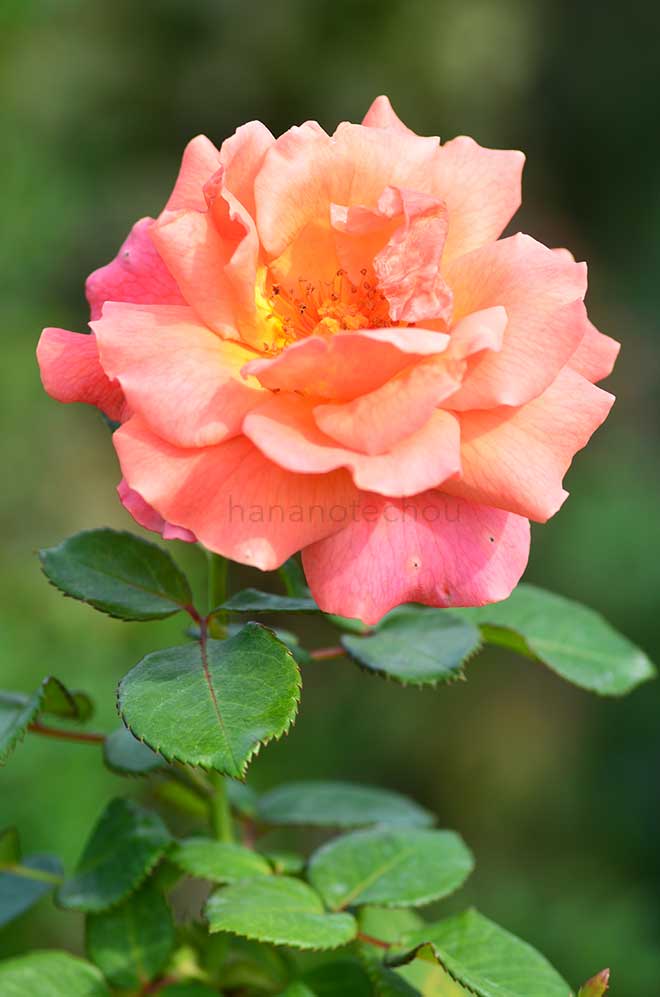 バラ イージータイム｜花の手帖の薔薇図鑑